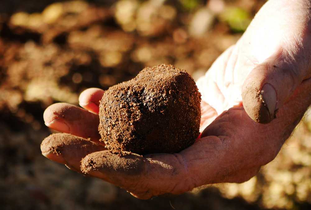 Stonebarn Truffles 5